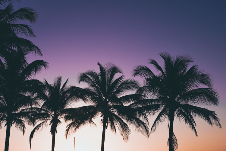 Sunset with palms