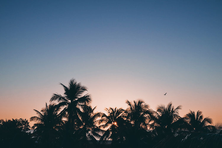 Sunrise with palms