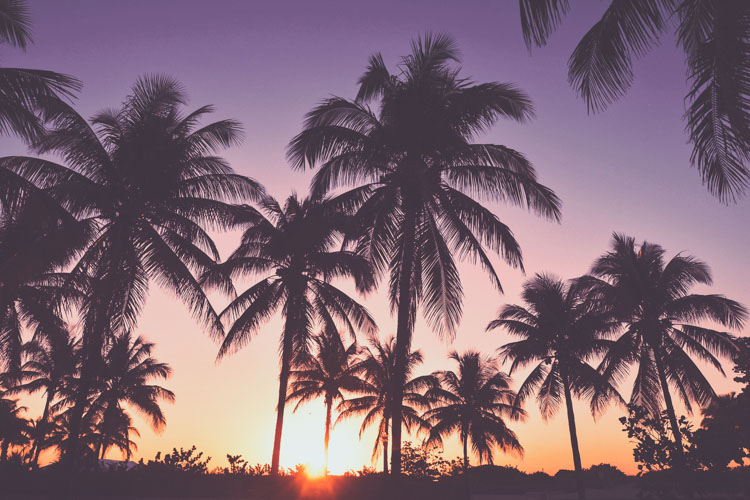 Palms with purple sky in Miami Beach
