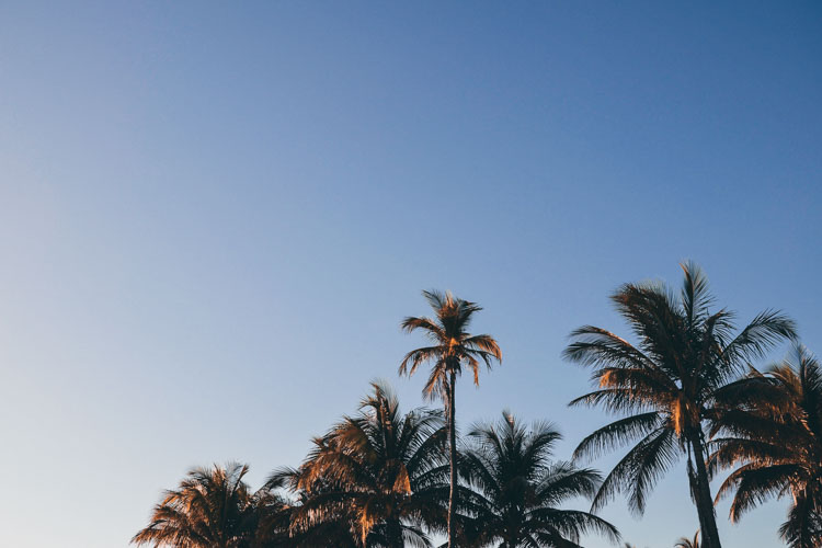 Palms with blue sky